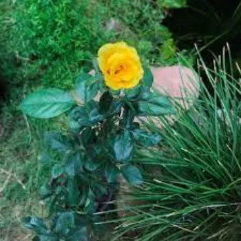 Natural Yellow Rose