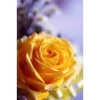 Natural Yellow Rose